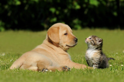 Foto-1_Cachorro-e-gatos-devem-ser-fotografados-a-um-nível-de-altura-adequadoa-eles-e-para-isso-o-fotógrafo-deve-se-abaixar-se-agaixar-se-sentar-ou-mesmo-deitar-no-chão