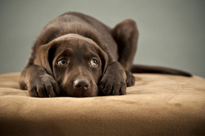 cachorro-assustado-cuidados-fogos-rojoes