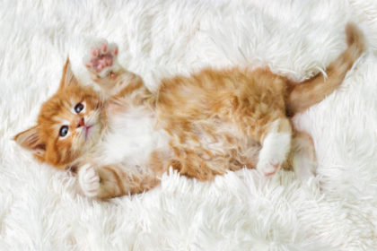 gatinho-filhote-deitado